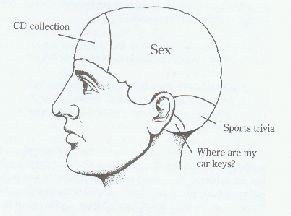 Male Brain illustration
